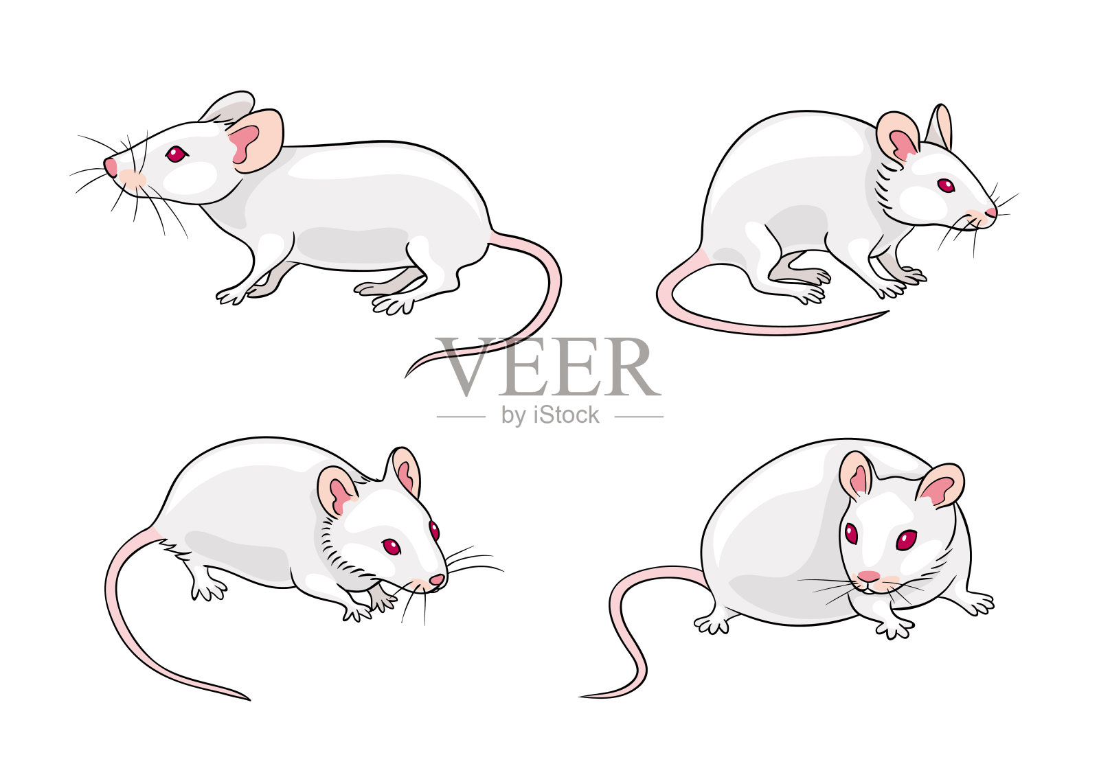 不同姿势的小白鼠-矢量图插画图片素材