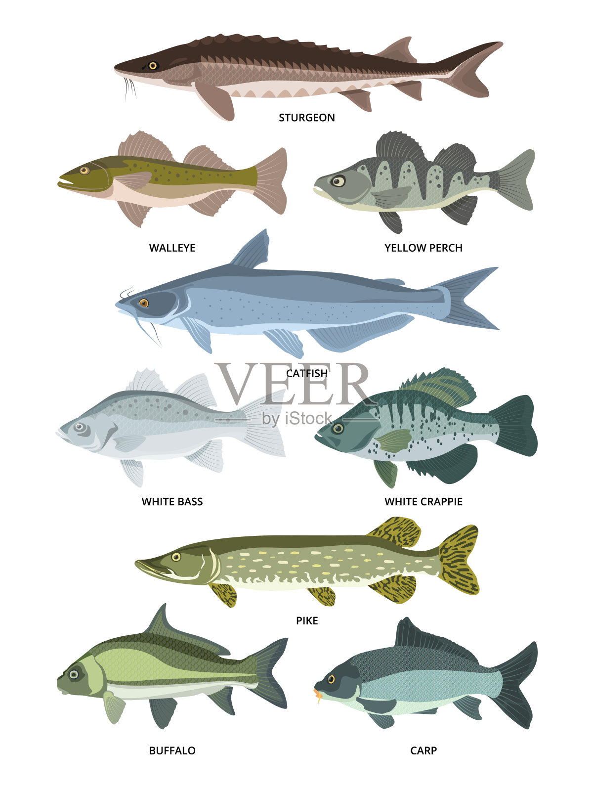收集不同种类的淡水鱼插画图片素材