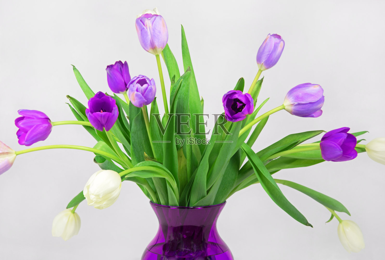 优雅的紫色和白色郁金香花束照片摄影图片