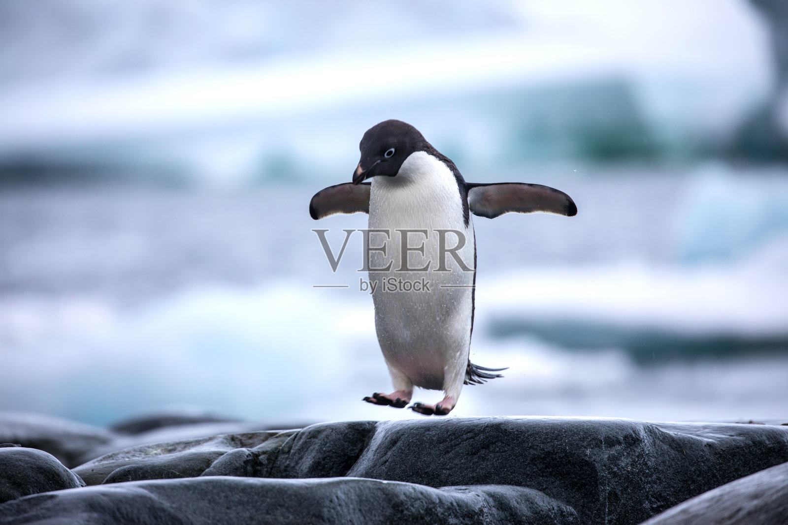 一只南极阿德利企鹅在岩石间跳跃照片摄影图片