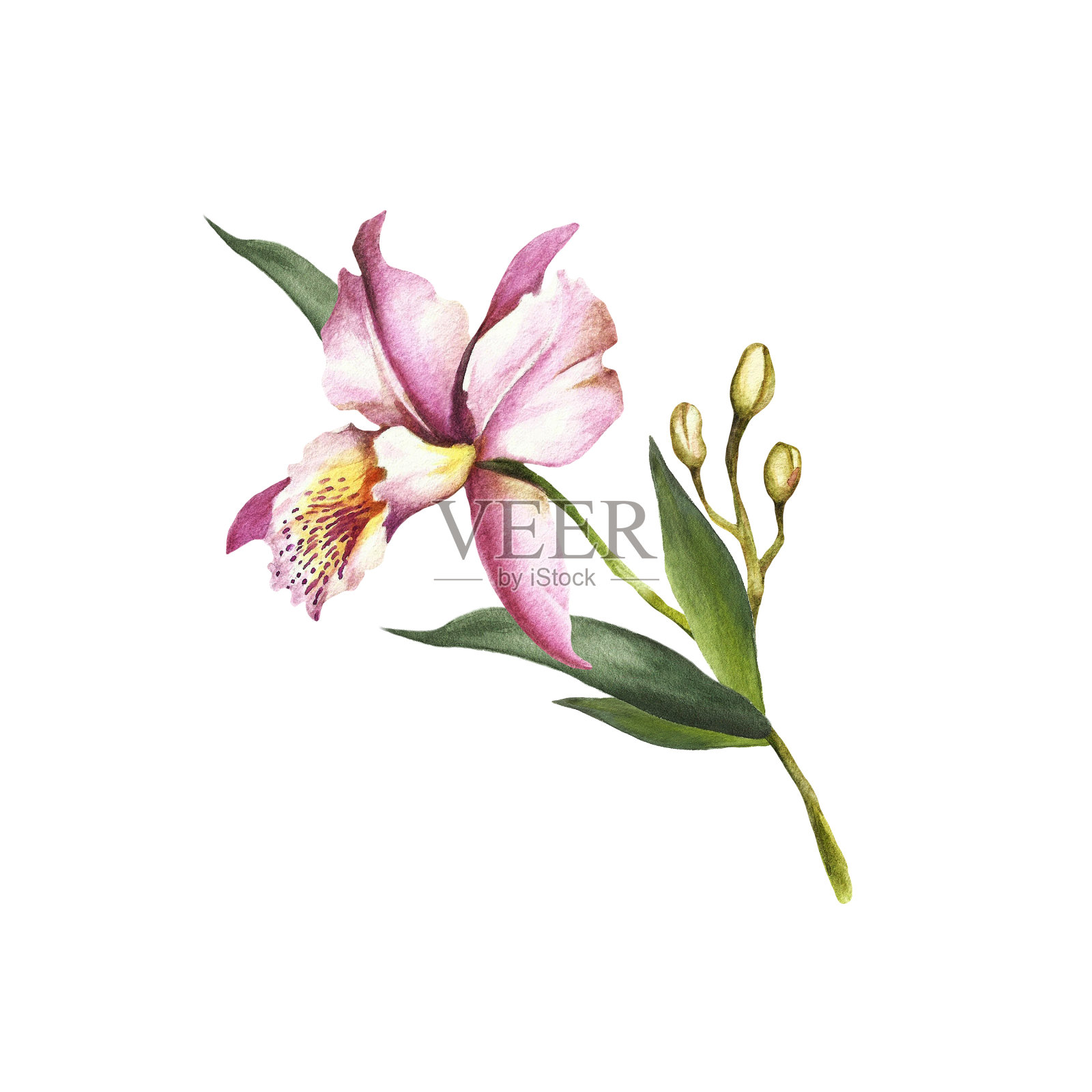 图像兰花花朵。手绘水彩插图。插画图片素材