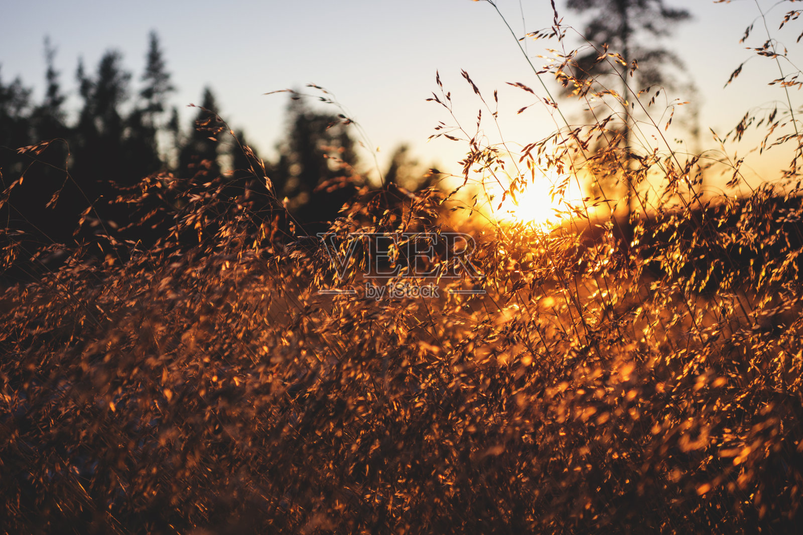 金色的夕阳照片摄影图片