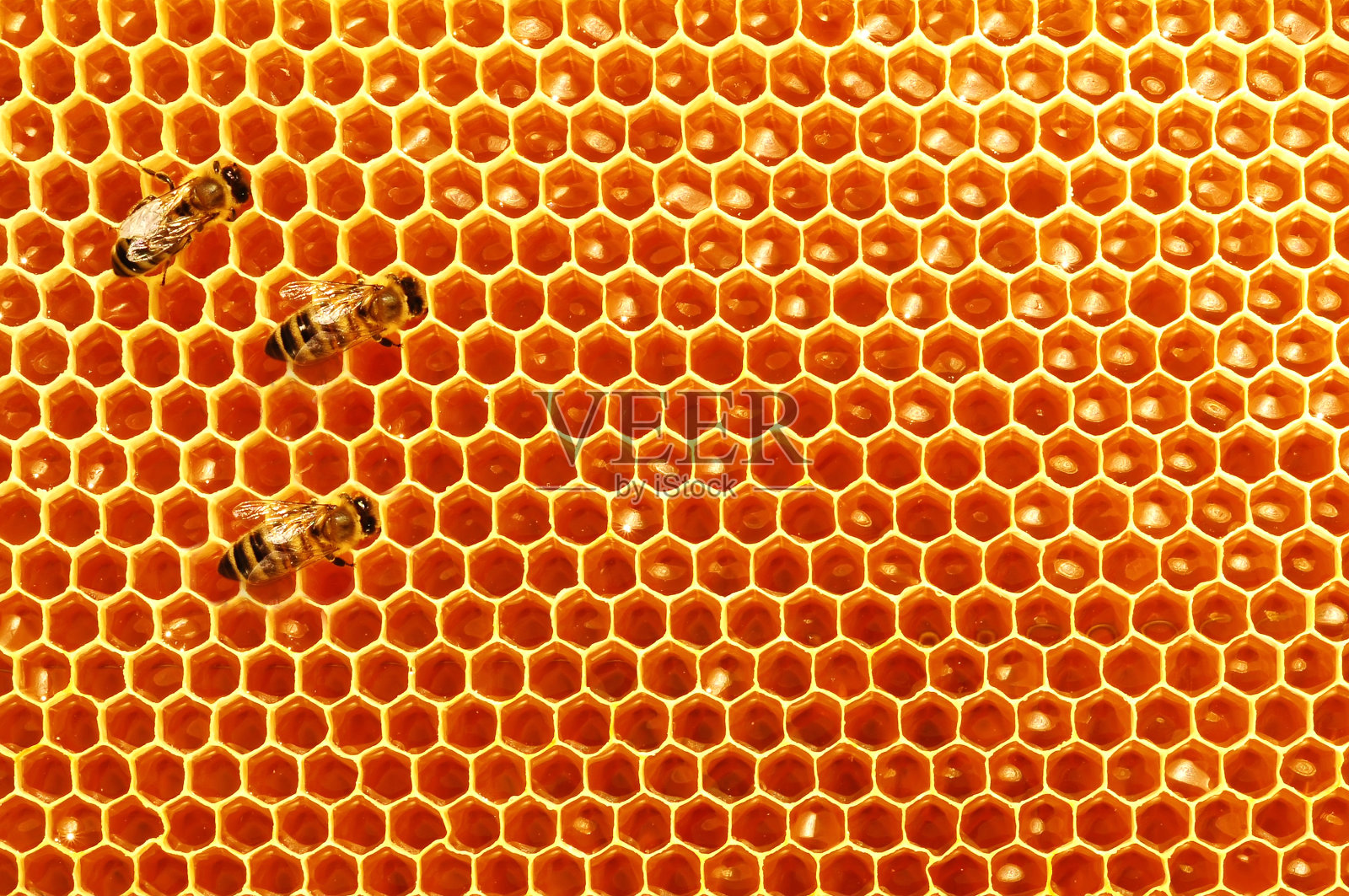 蜂巢里有蜂蜜和蜜蜂。自然背景。花蜜。养蜂。照片摄影图片