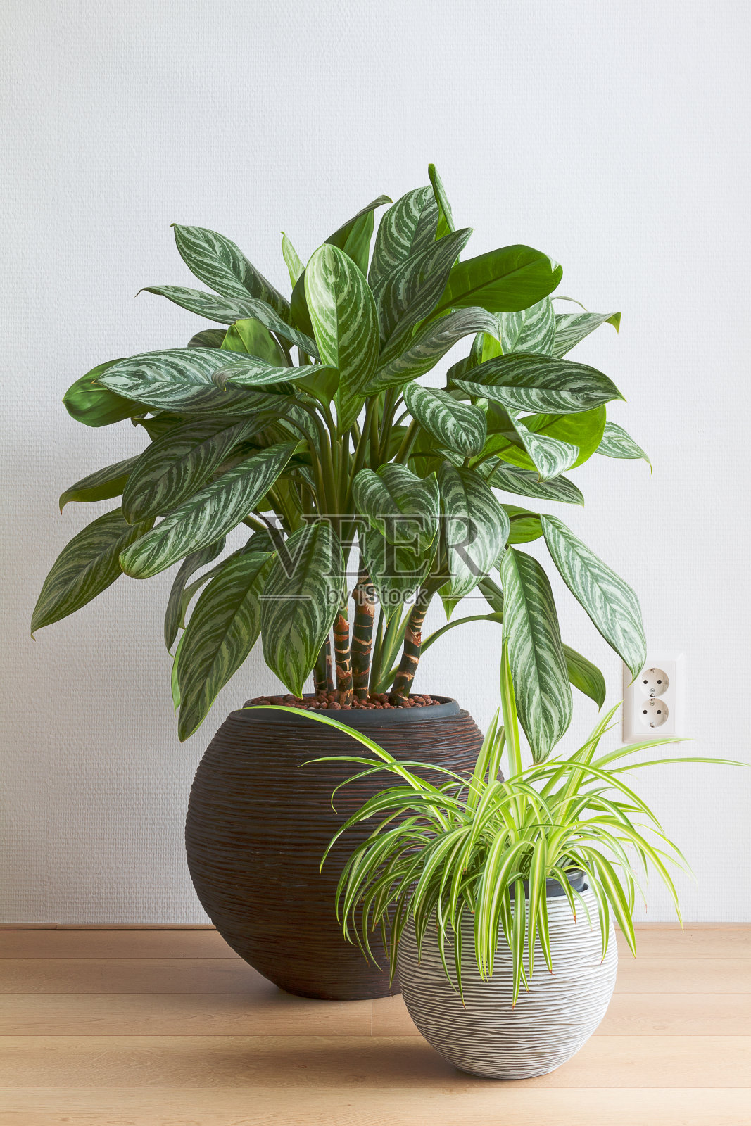 极简主义的客厅，室内植物有槟榔、棕榈和蜘蛛草照片摄影图片