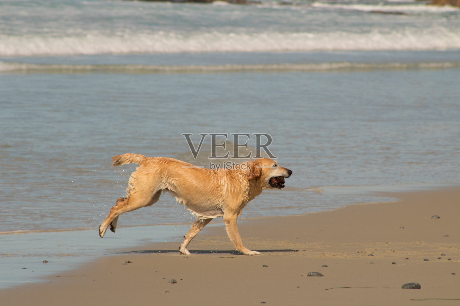 狗海滩照片摄影图片