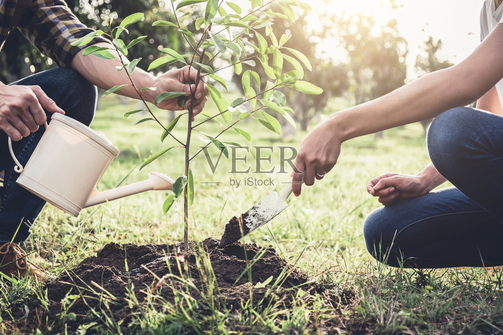 为了节约世界观念、自然、环境和生态，年轻夫妇在花园里一边种树，一边浇水照片摄影图片