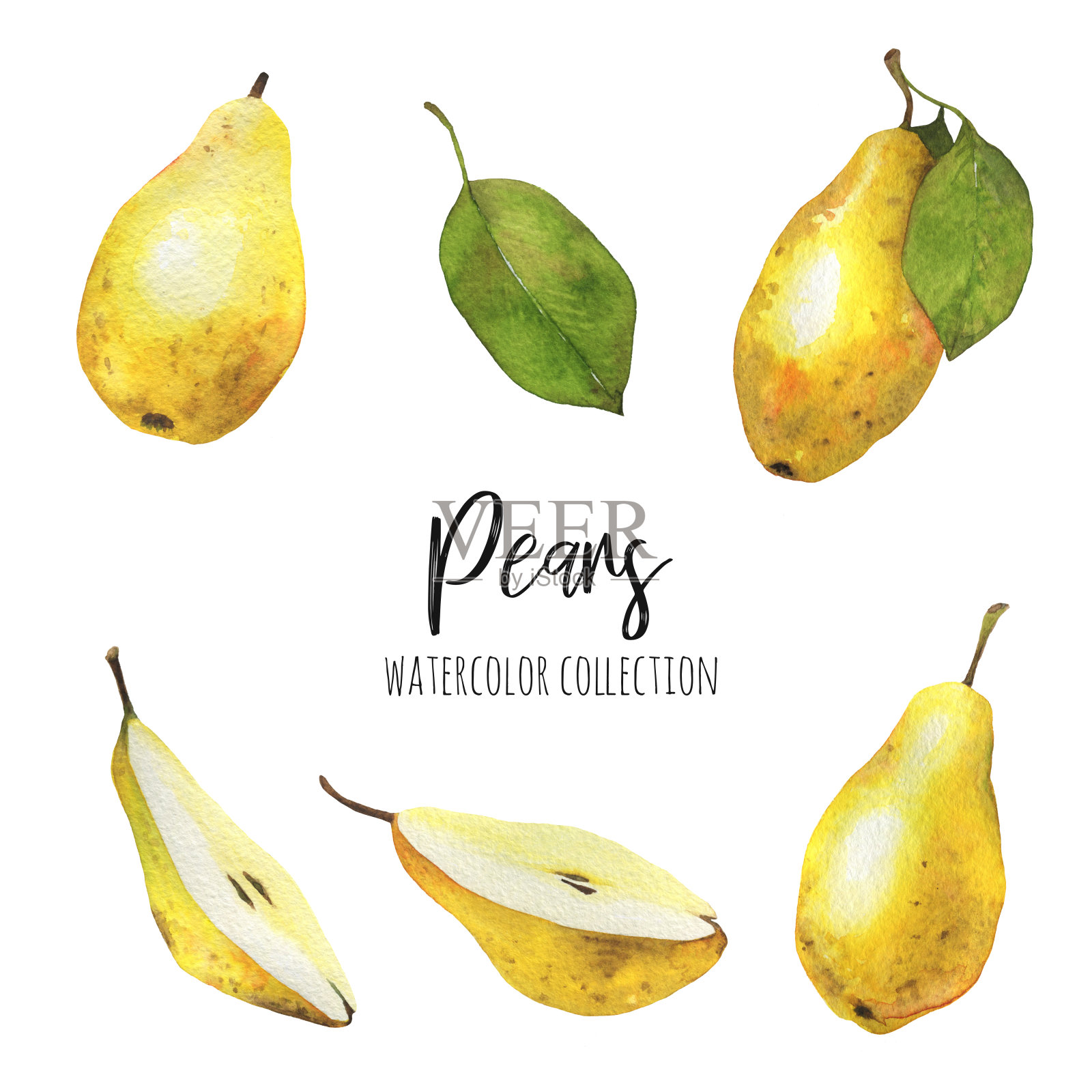 水彩插图的多汁的梨与绿色的叶子插画图片素材