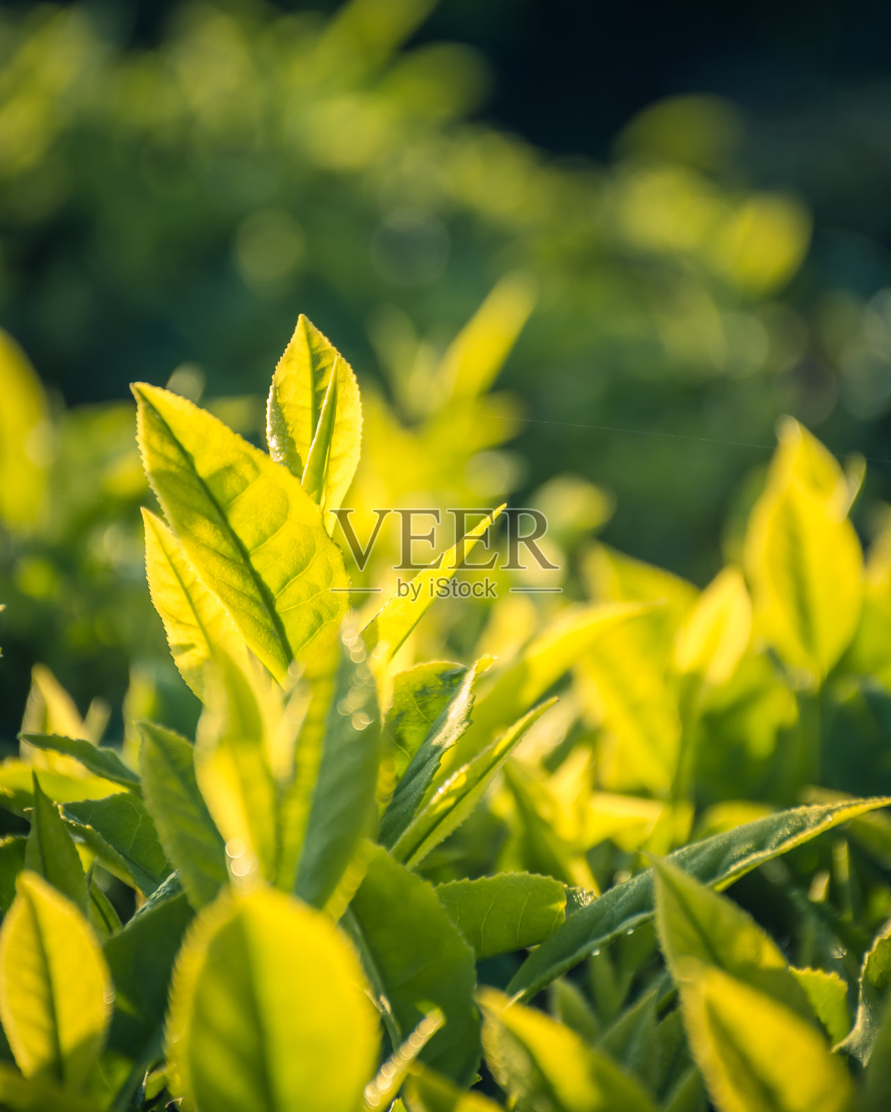 近距离观察绿茶的叶子照片摄影图片