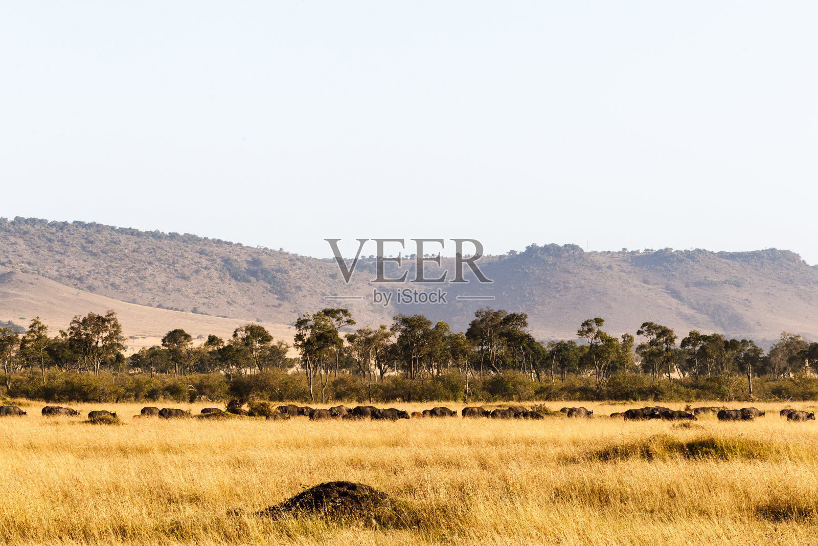 马赛马拉大草原上的一大群非洲水牛。肯尼亚,非洲照片摄影图片
