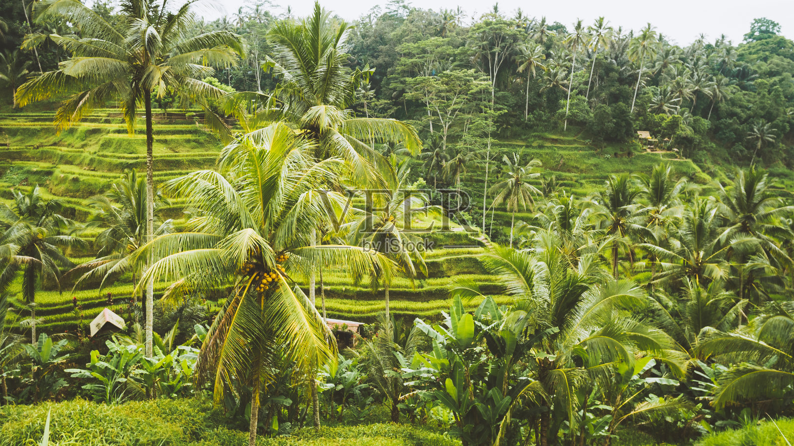 令人惊叹的Tegalalang稻田和一些棕榈树周围，乌布，印度尼西亚巴厘岛照片摄影图片