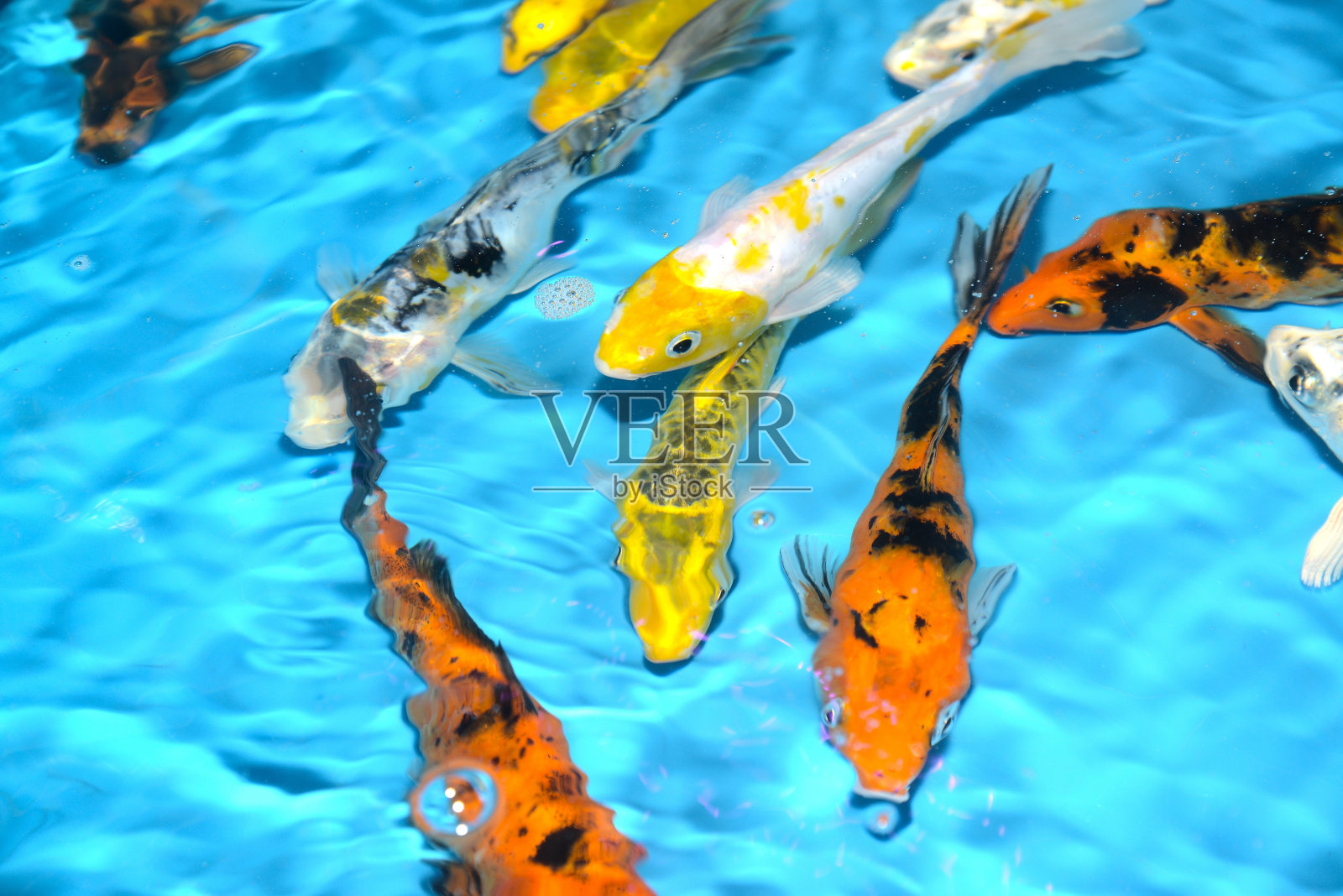 抽象模糊的美丽和色彩斑斓的锦鲤花式鲤鱼。照片摄影图片