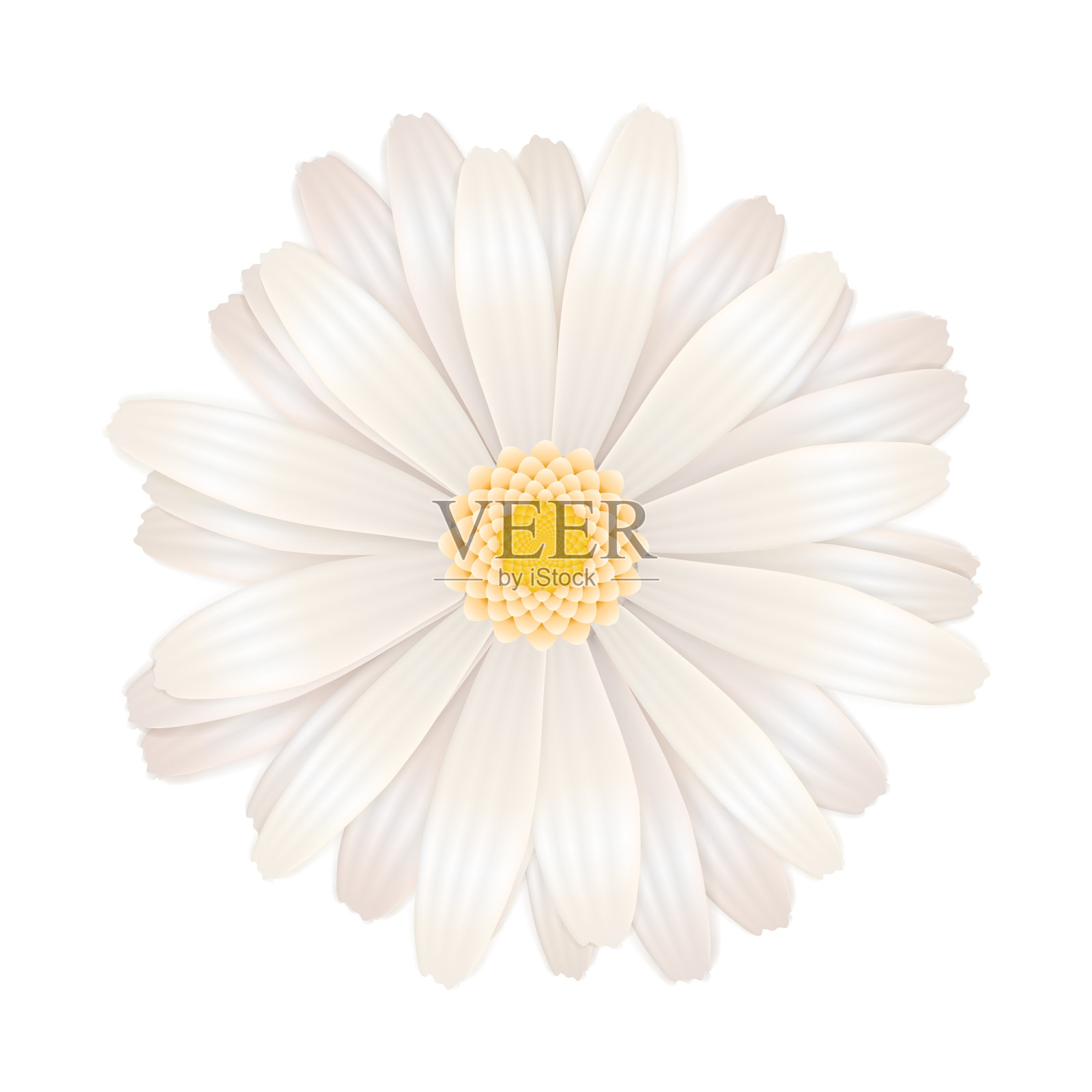 明亮的白色非洲菊花孤立在白色上插画图片素材