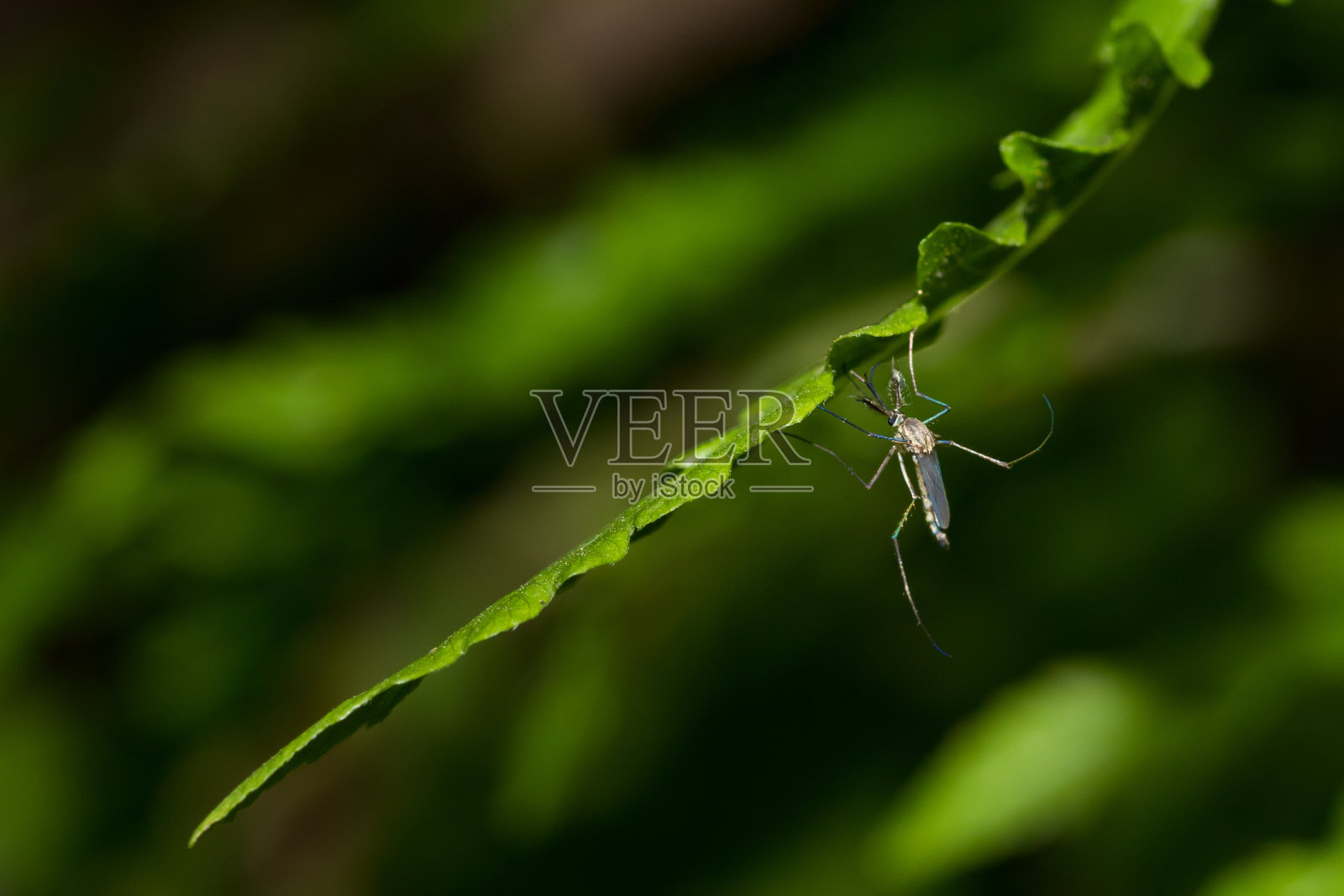 埃及伊蚊。靠近树叶上的一只蚊子，照片摄影图片