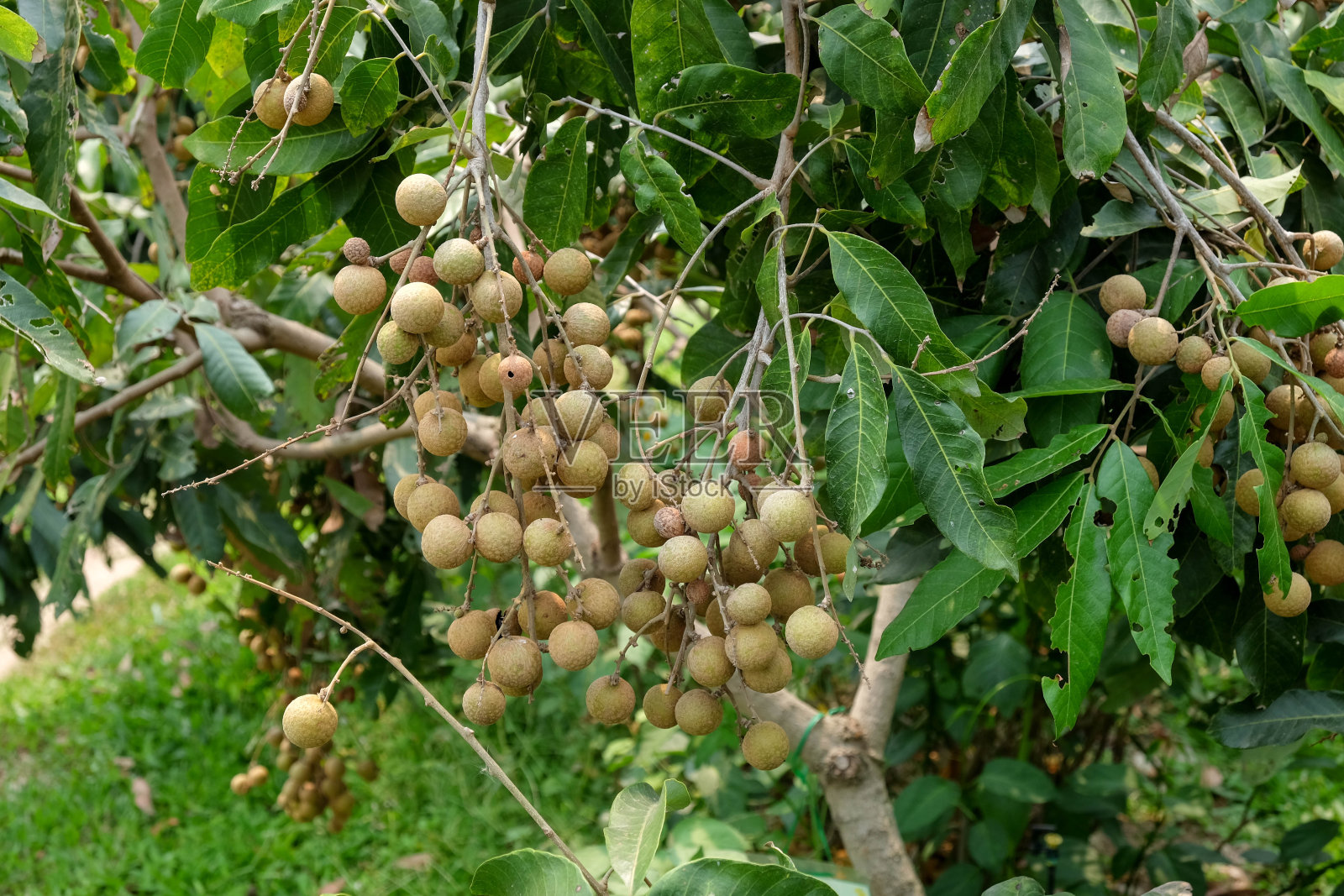 龙眼果园-热带水果幼龄龙眼在泰国农场照片摄影图片