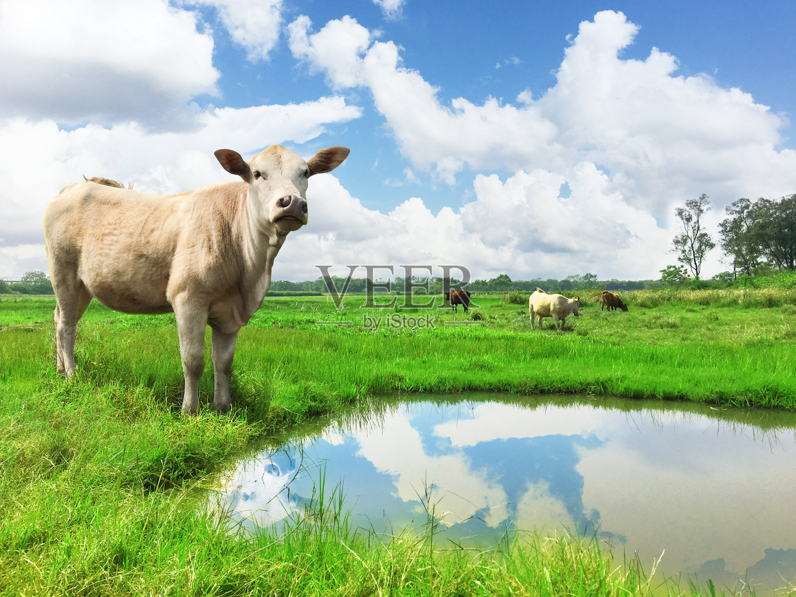 蓝天白云，牛在草地上。照片摄影图片