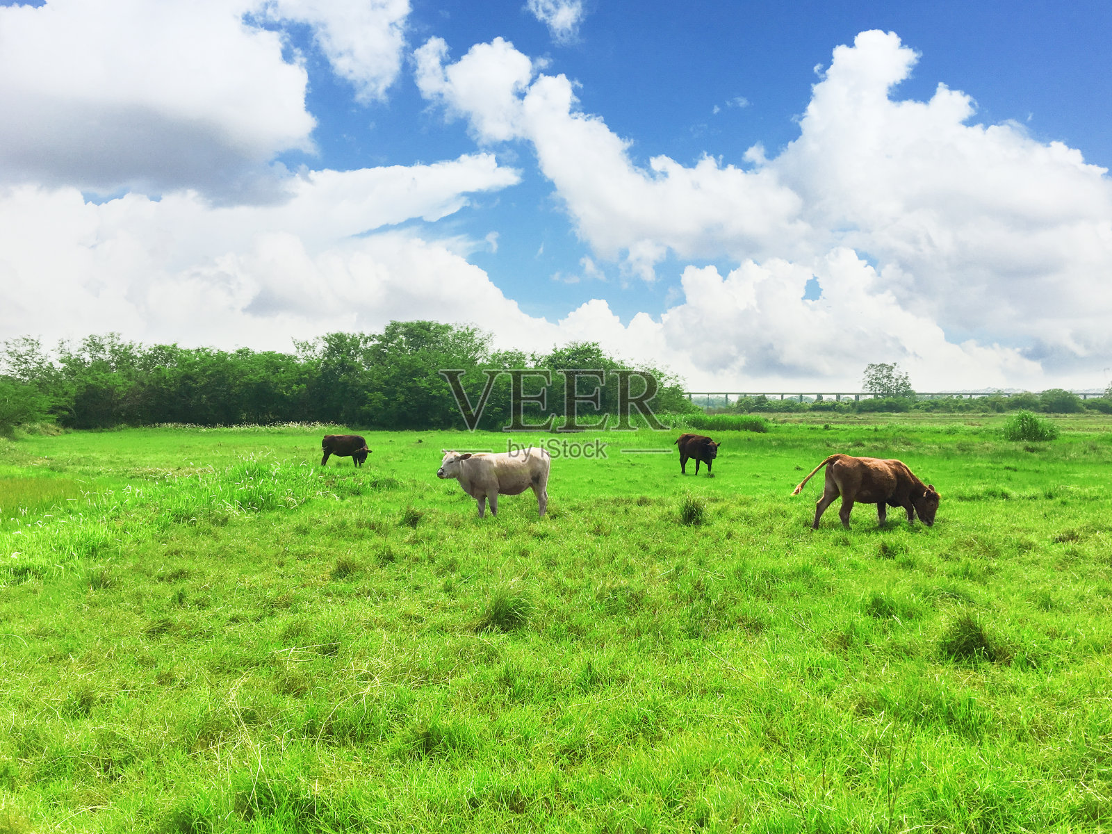 蓝天白云，牛在草地上。照片摄影图片
