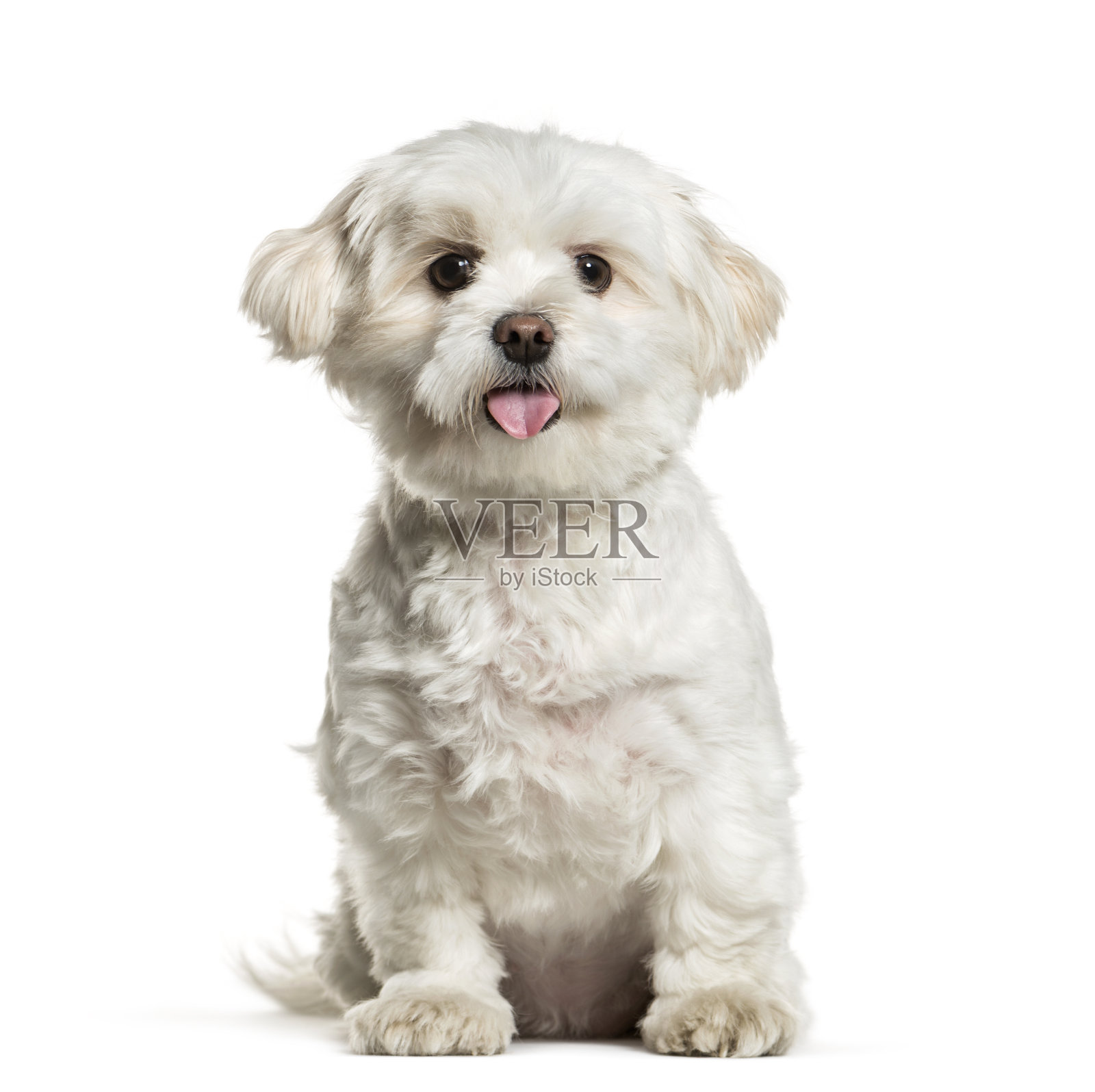 白色混合品种的狗在白色的背景下喘气照片摄影图片
