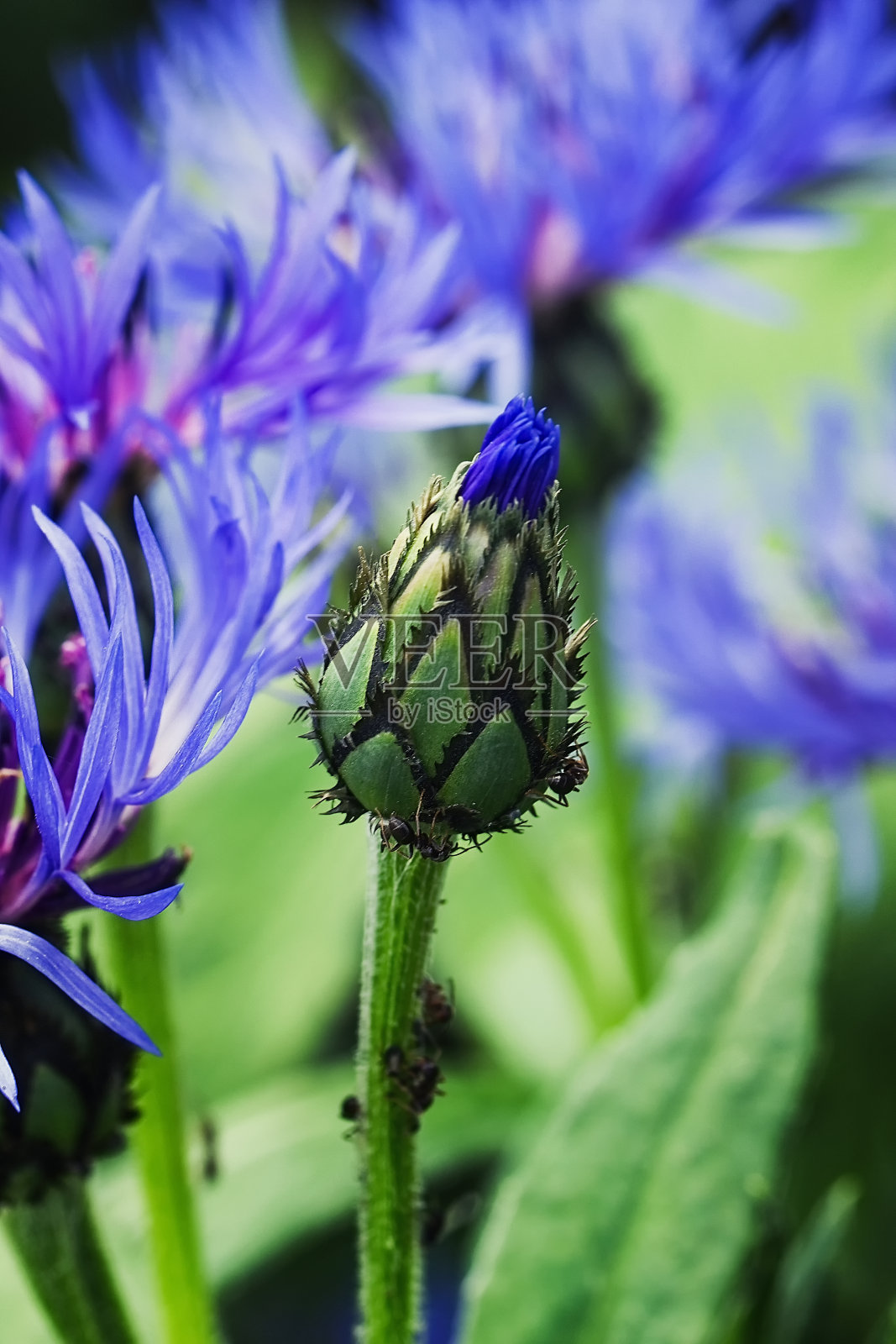 蓝色矢车菊特写。玉米花蕾上的蚂蚁照片摄影图片