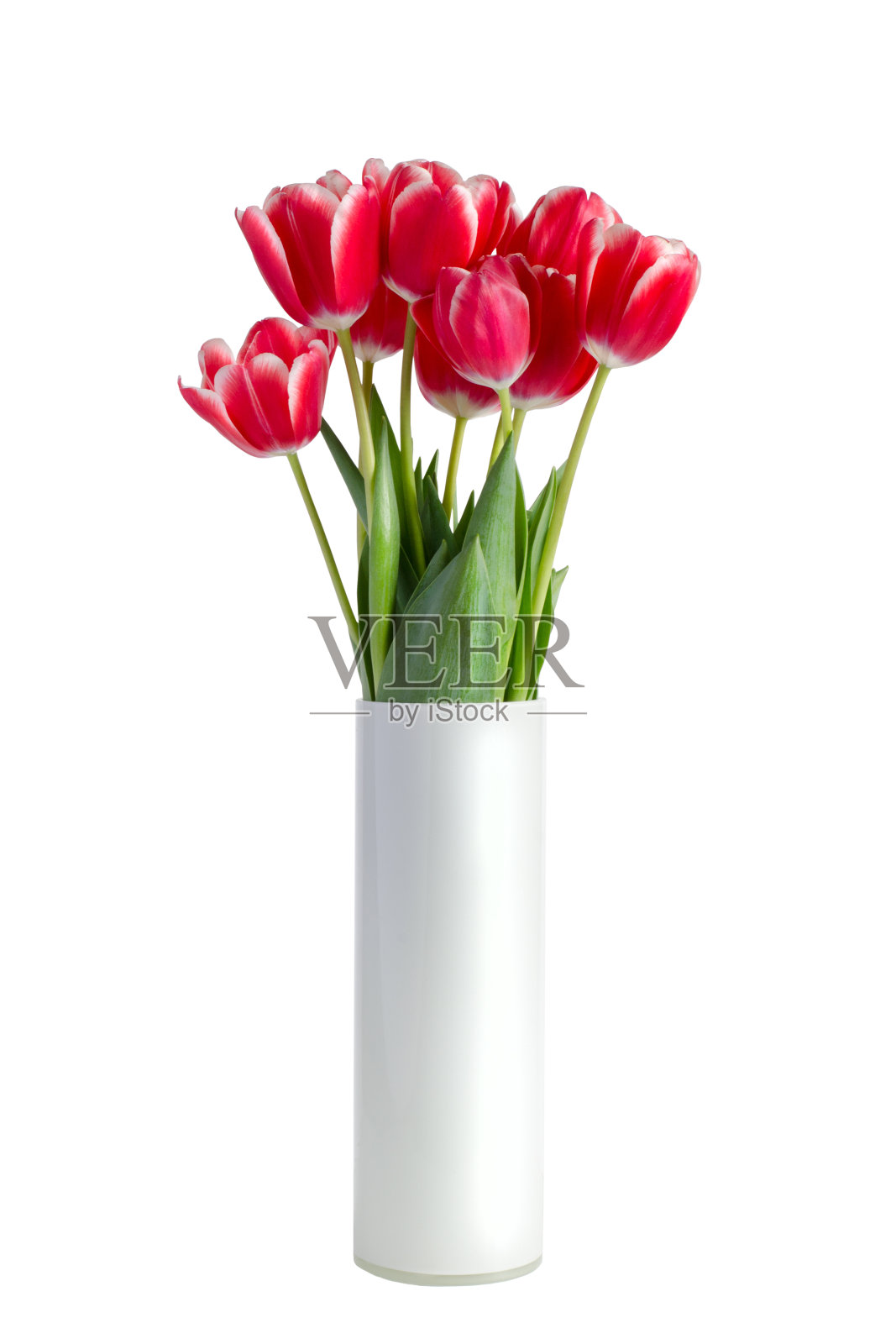 白色花瓶上的一束红色郁金香孤立在白色背景上照片摄影图片