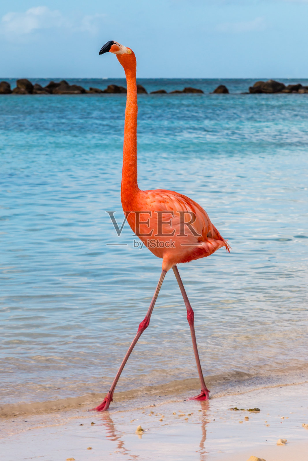 粉红色火烈鸟在海滩上昂首阔步。照片摄影图片