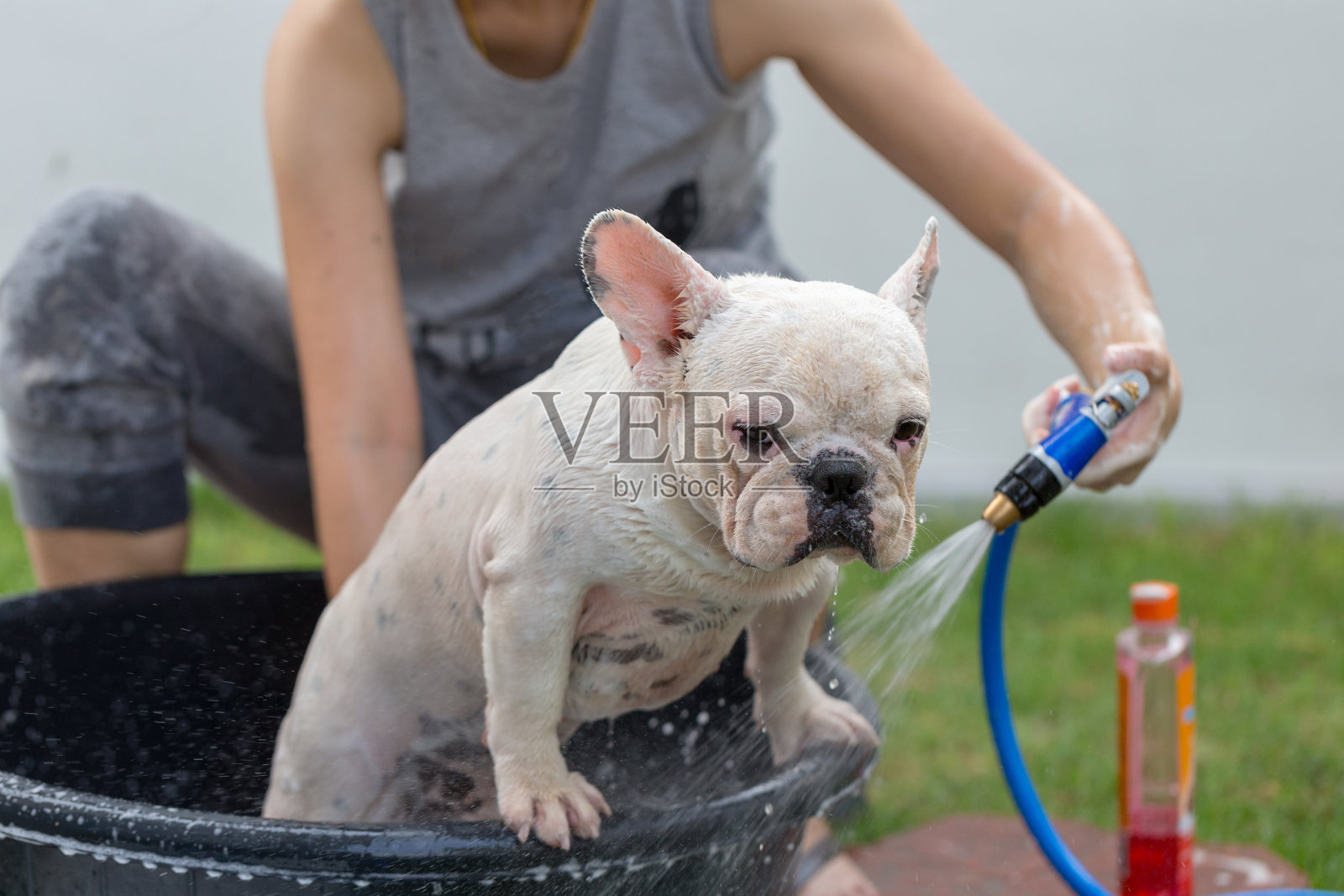 可爱的法国斗牛犬正在洗澡清洗脏皮肤。照片摄影图片
