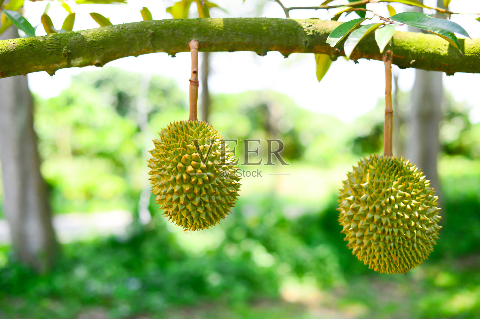 榴莲-泰国水果-水果之王照片摄影图片