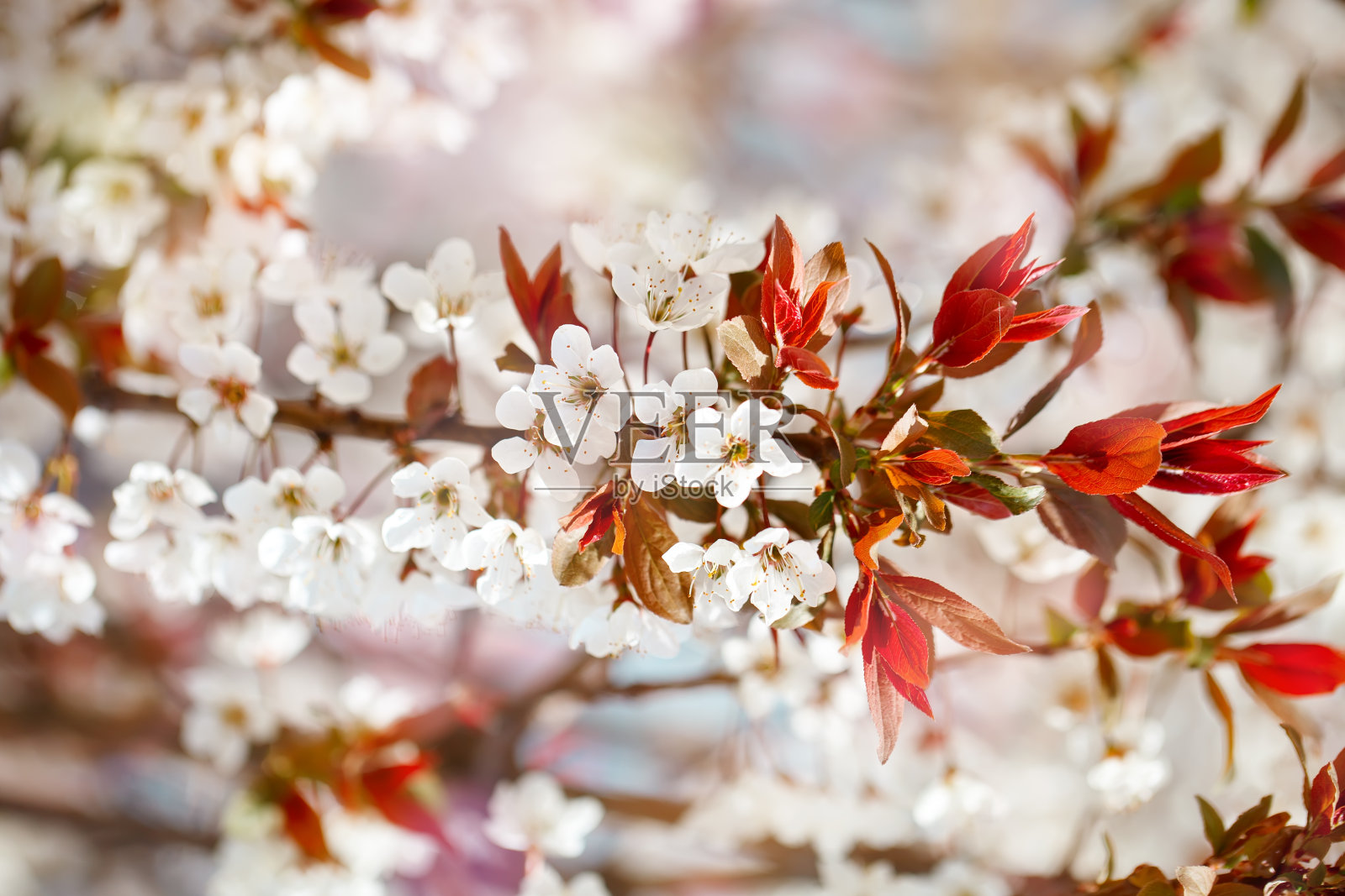 樱花树在春天美丽的花。园艺。有选择性的重点照片摄影图片