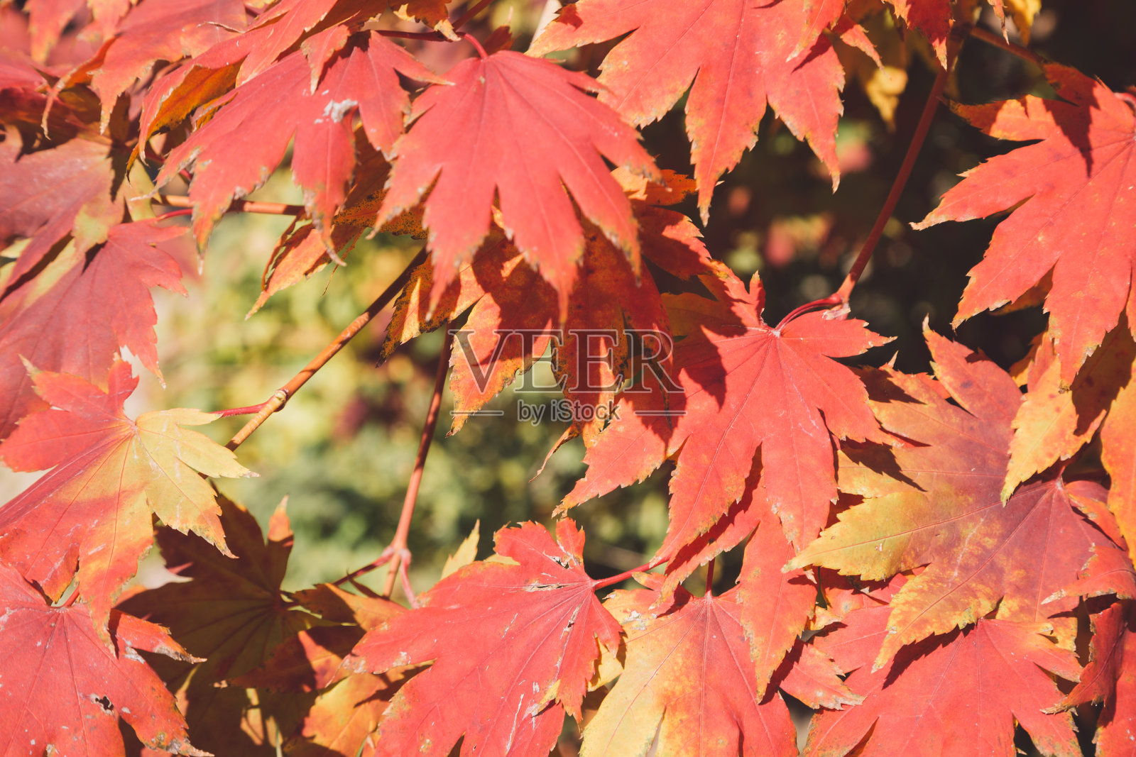 秋叶背景照片摄影图片