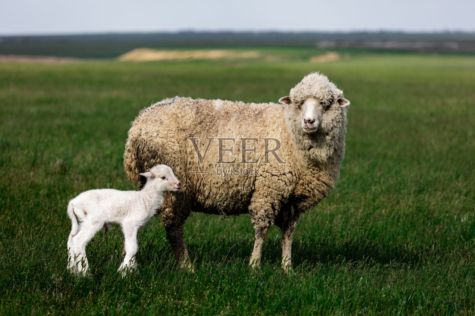 绵羊和新生羔羊照片摄影图片