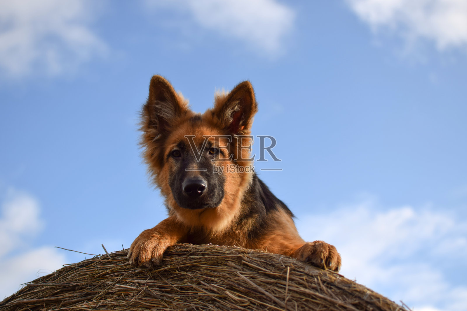 小狗躺在草堆上，德国牧羊犬画像。照片摄影图片