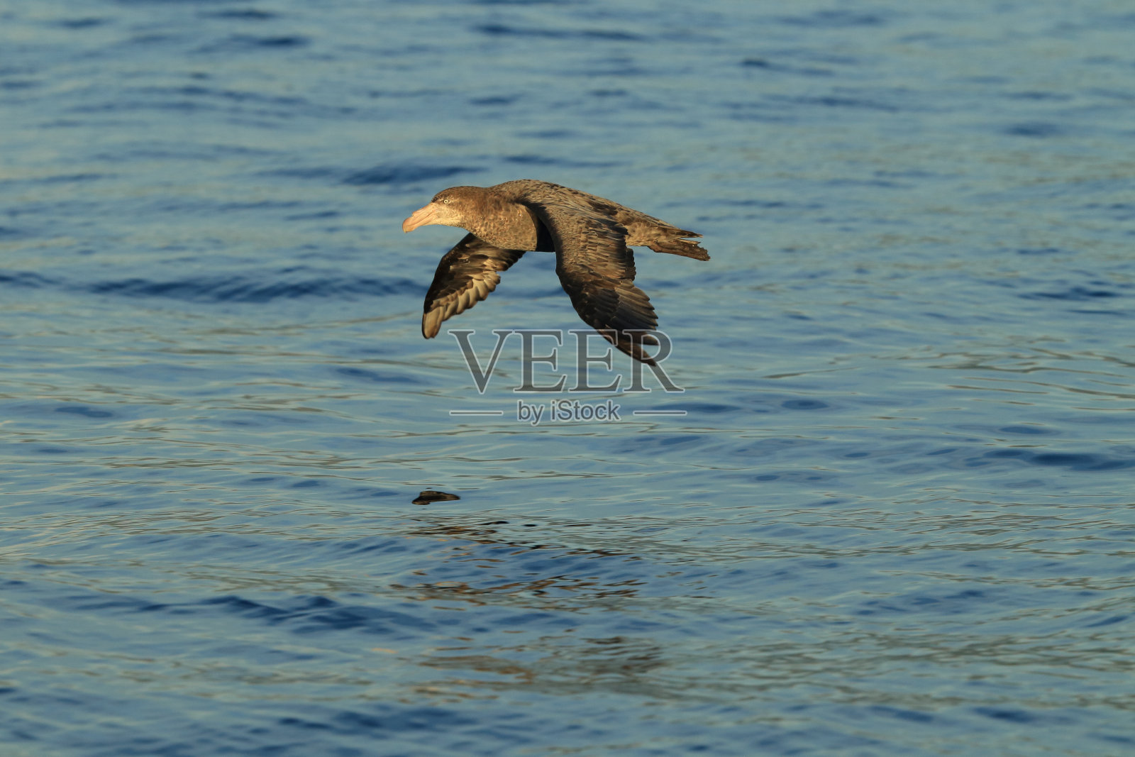 北巨海燕(macroectes halli)新西兰照片摄影图片