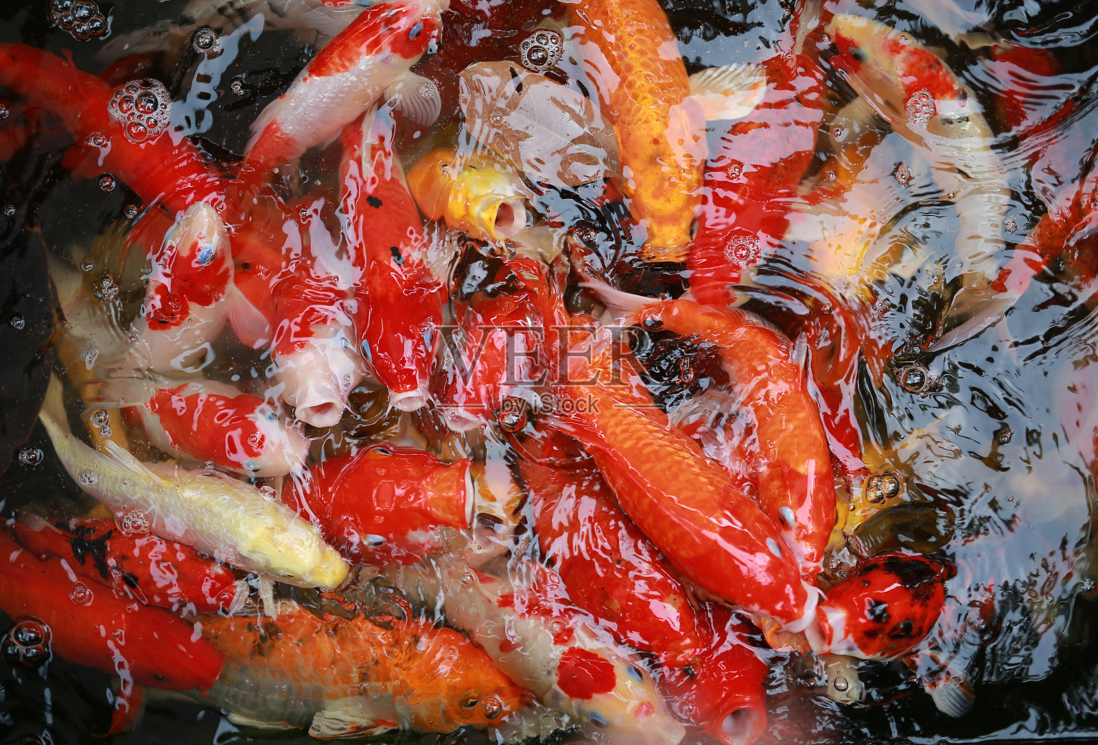 池塘里五颜六色的锦鲤优雅地游来游去。照片摄影图片