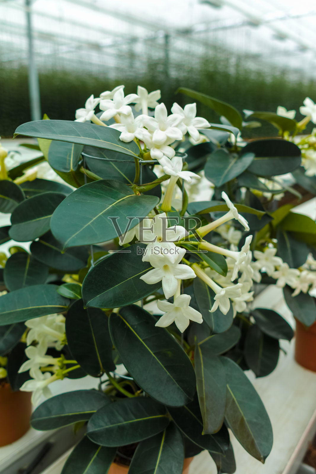 Stephanotis植物或马达加斯加茉莉，栽培作为装饰或观赏花，流行的元素在婚礼花束，生长在温室照片摄影图片