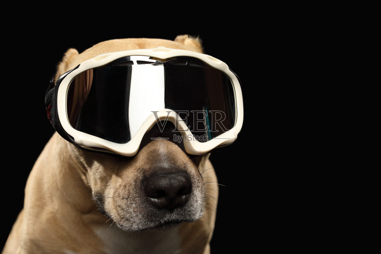 戴着滑雪面具的滑稽狗狗照片摄影图片
