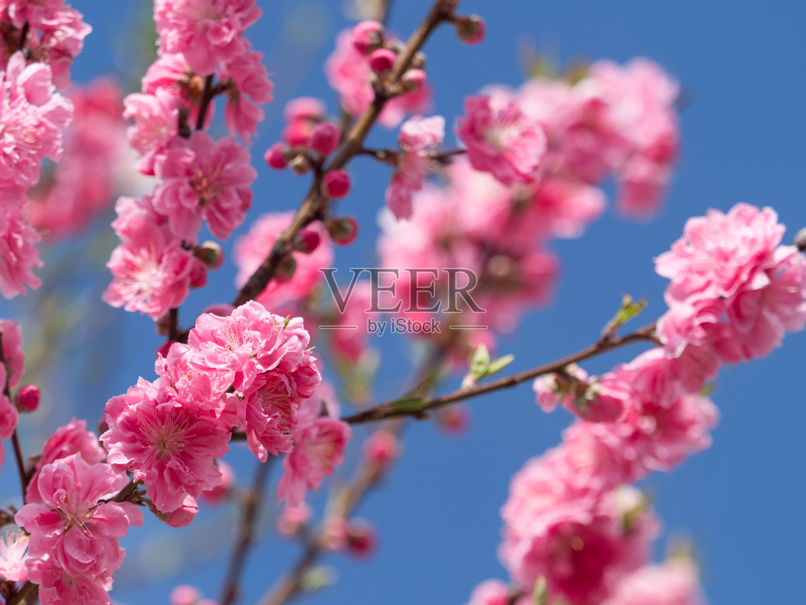 日本的桃花照片摄影图片