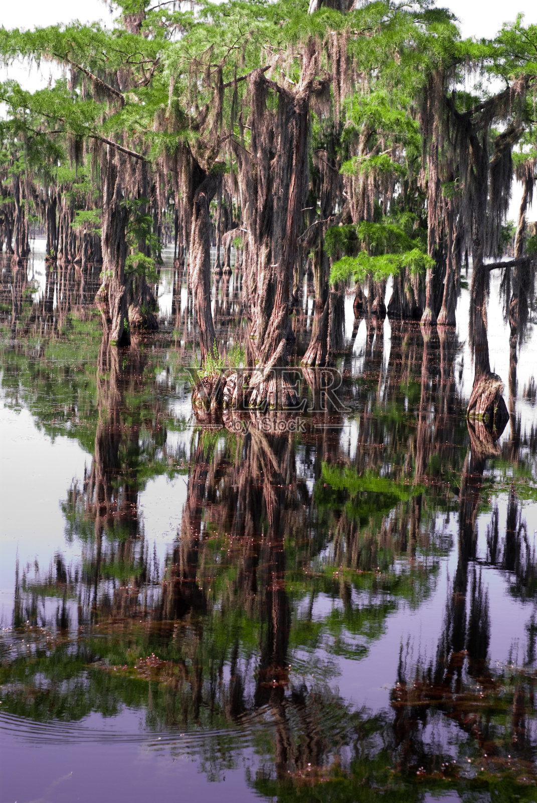 沼泽中倒映的树木照片摄影图片