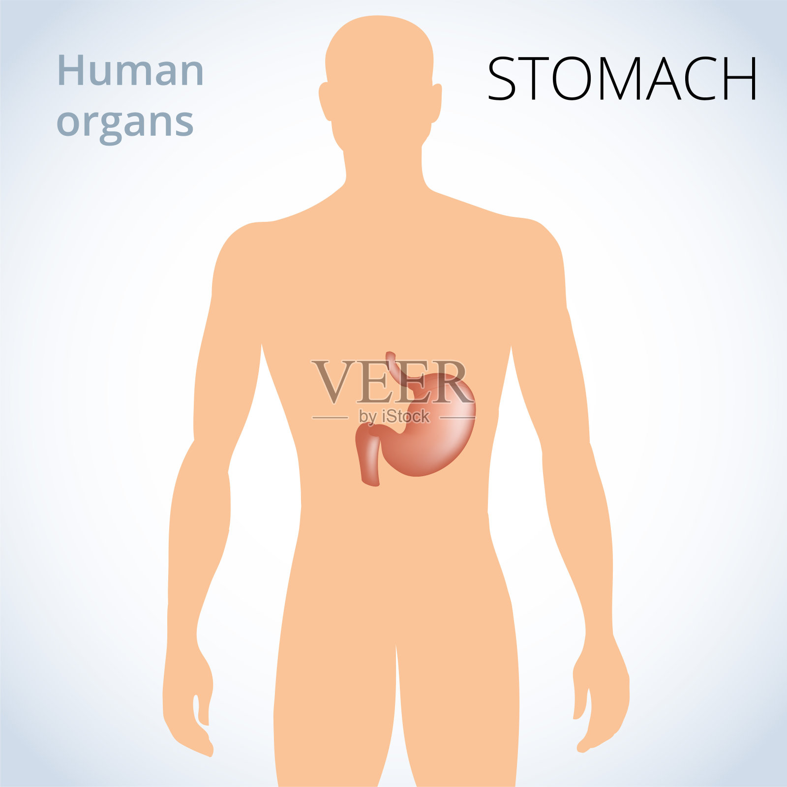 胃在人体内的位置，是人的消化系统插画图片素材