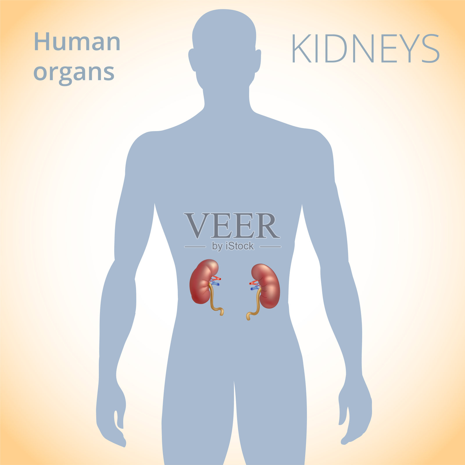 肾脏在体内的位置，是人体的排泄系统插画图片素材