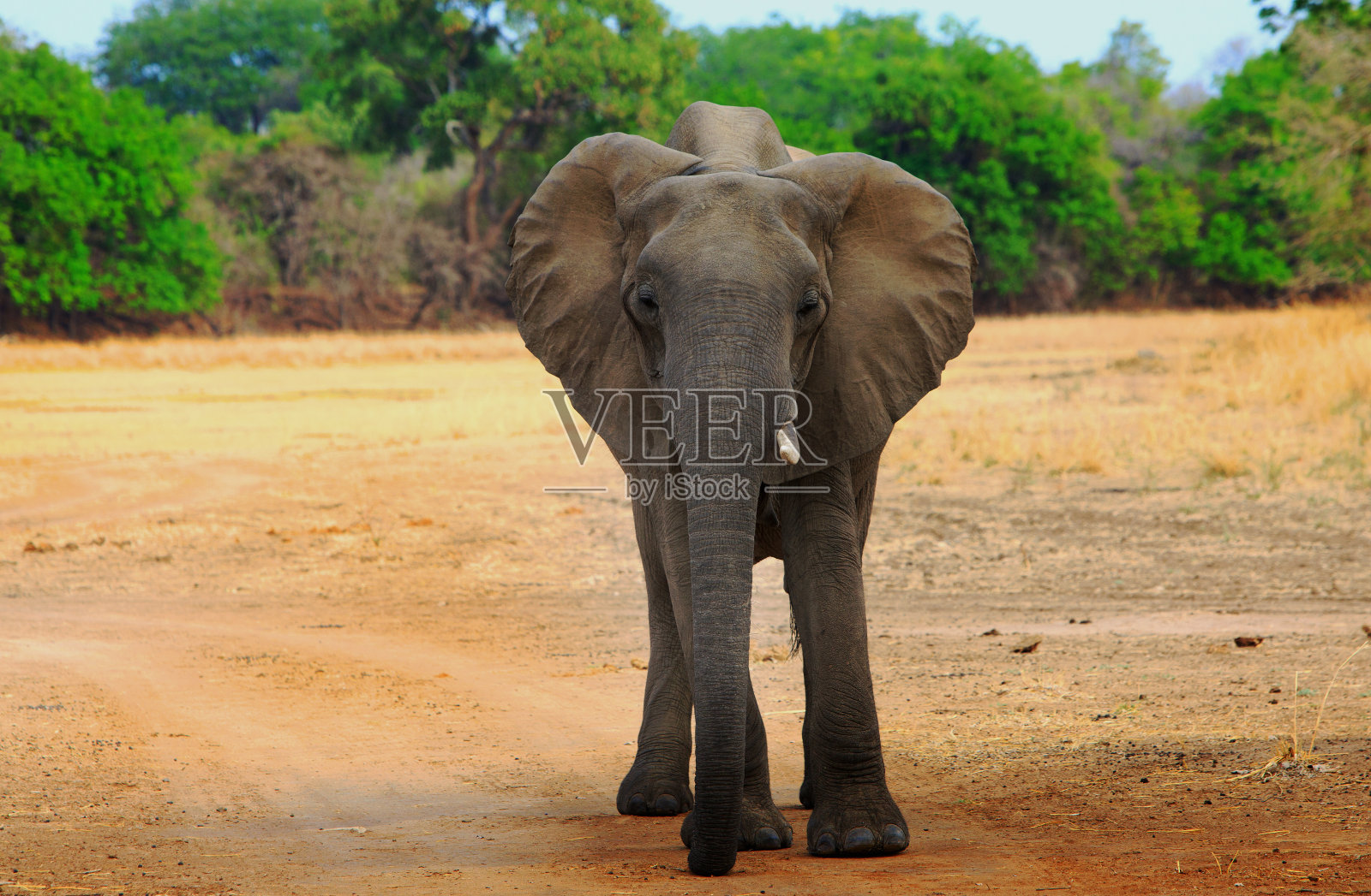 非洲象站在南卢安瓜国家公园开阔的大草原上照片摄影图片