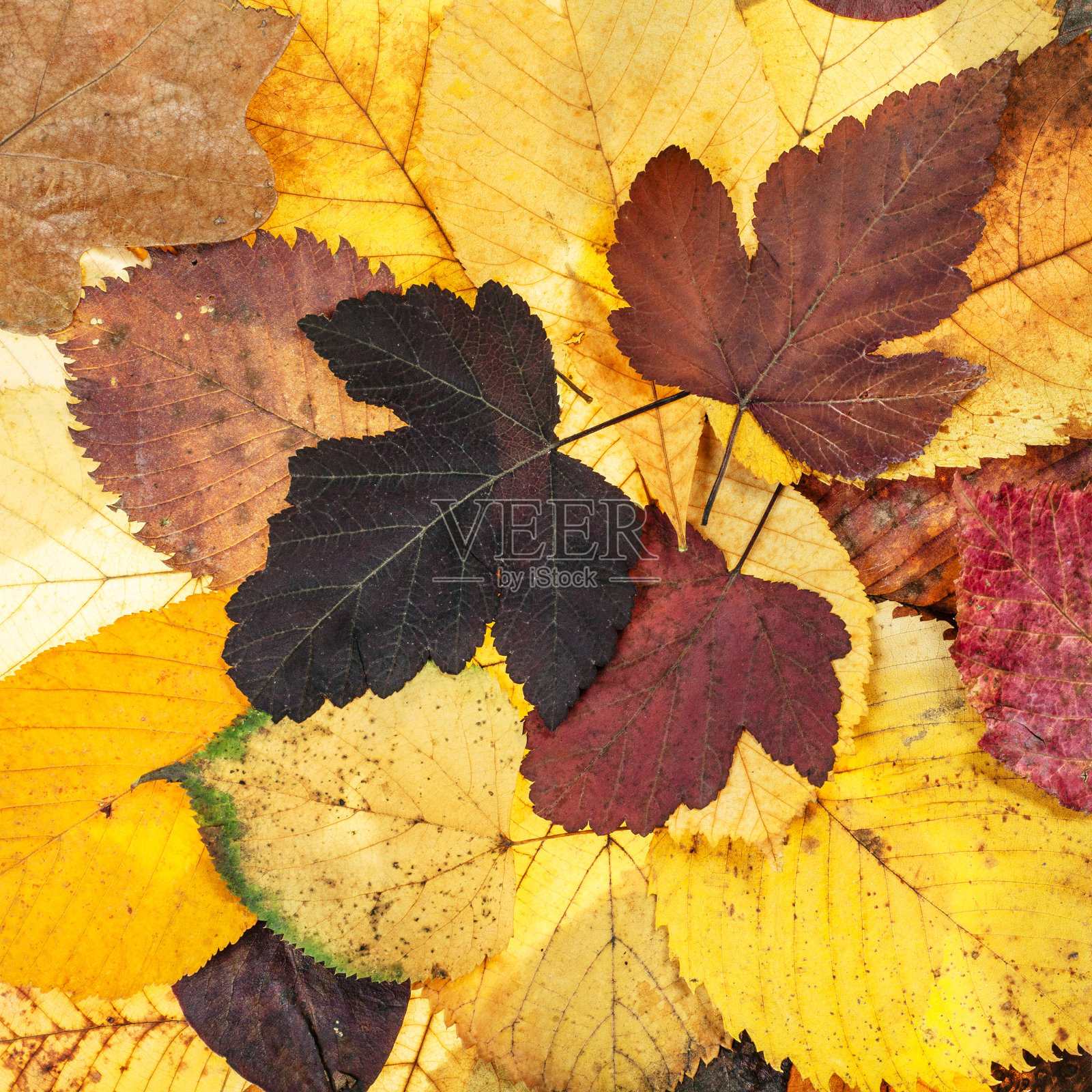 俯视图自然的秋天各种落叶照片摄影图片