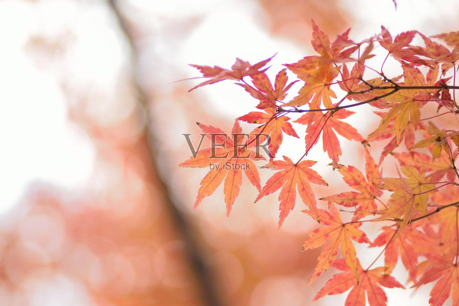 自然背景生动的日本秋枫叶照片摄影图片