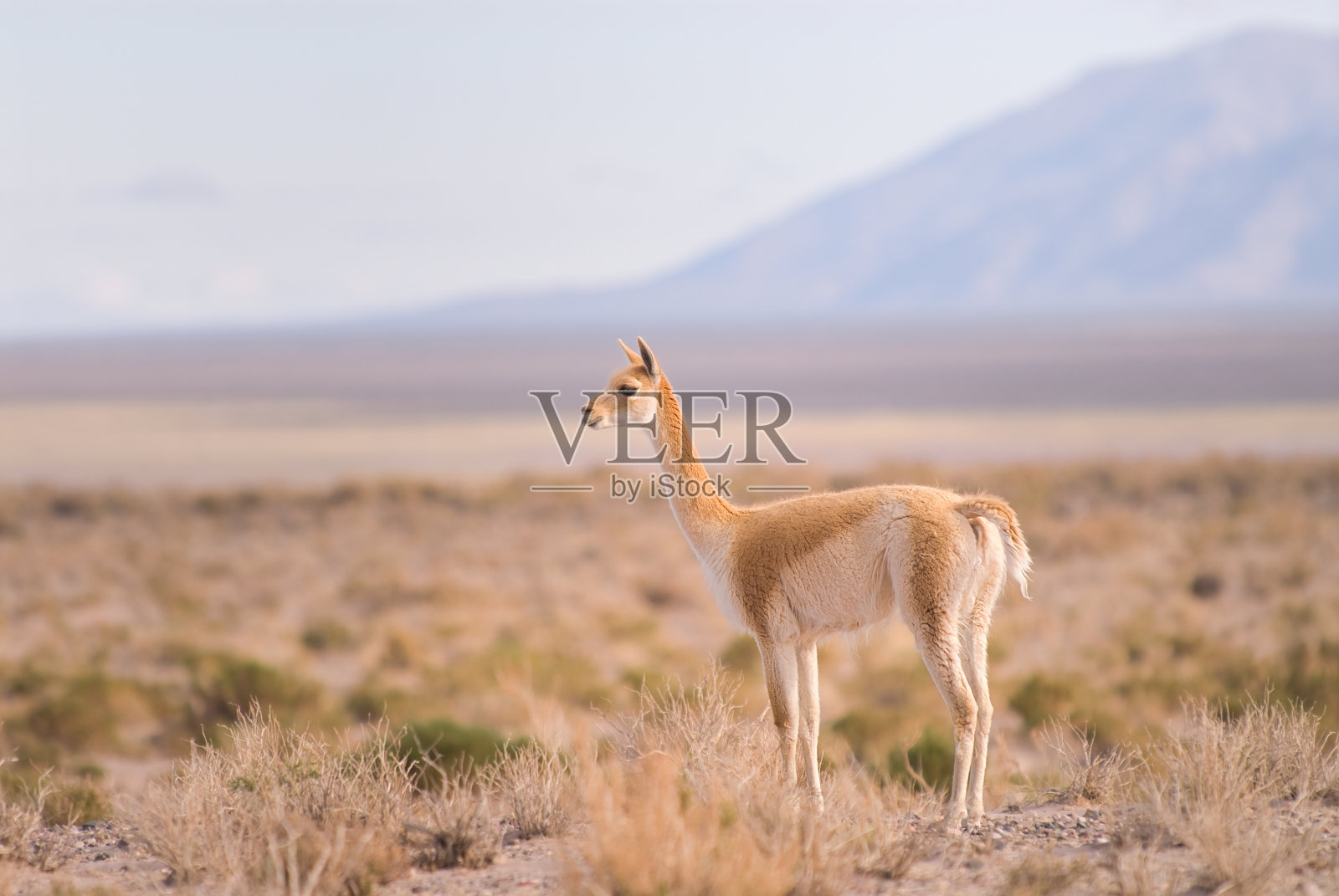 小羊驼:产于南美洲的一种高海拔骆驼照片摄影图片