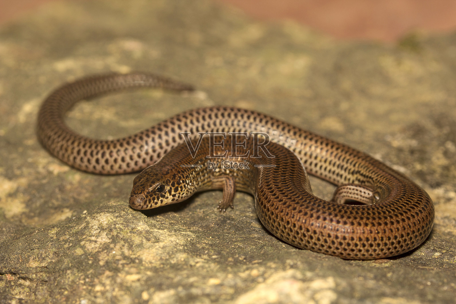蛇skink, Lygosoma sp, Scincidae, Agumbe ARRSC, Karnataka，印度照片摄影图片