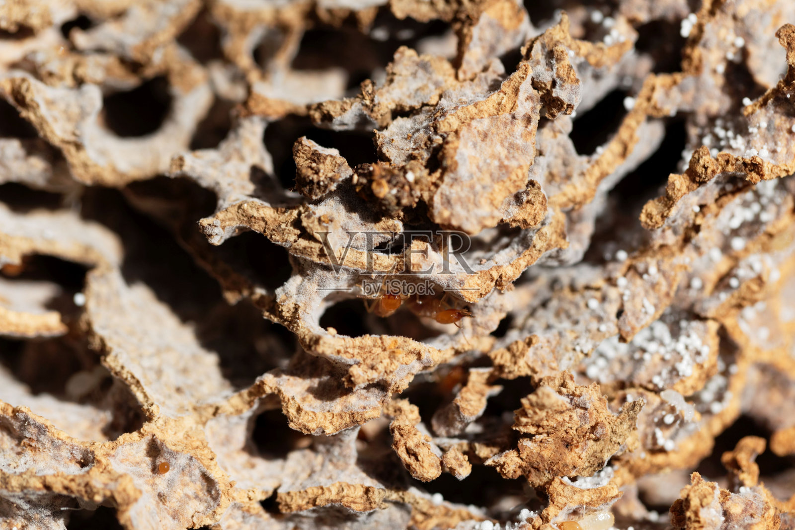白蚁在隧道中的白蚁巢穴照片摄影图片