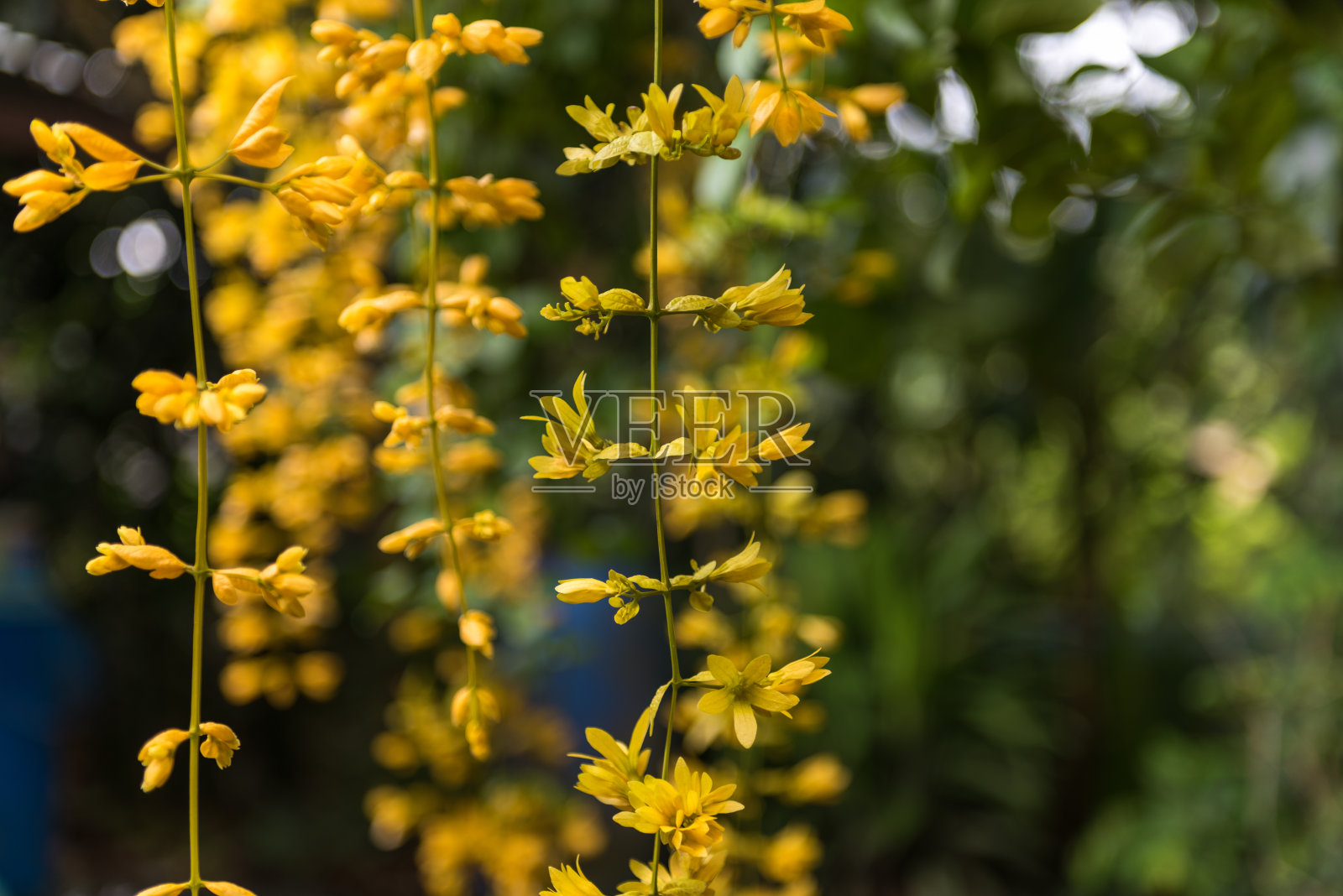 黄色的花和模糊的背景照片摄影图片