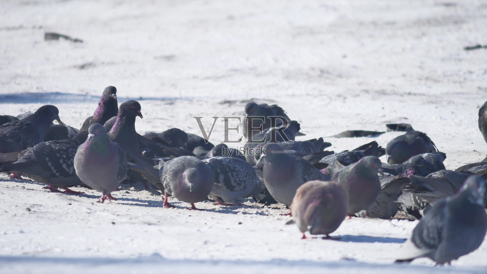 鸽子在冬天进食。很多鸽子。一群鸽子。鸟在冬天进食。雪地里的鸟儿。在户外照片摄影图片