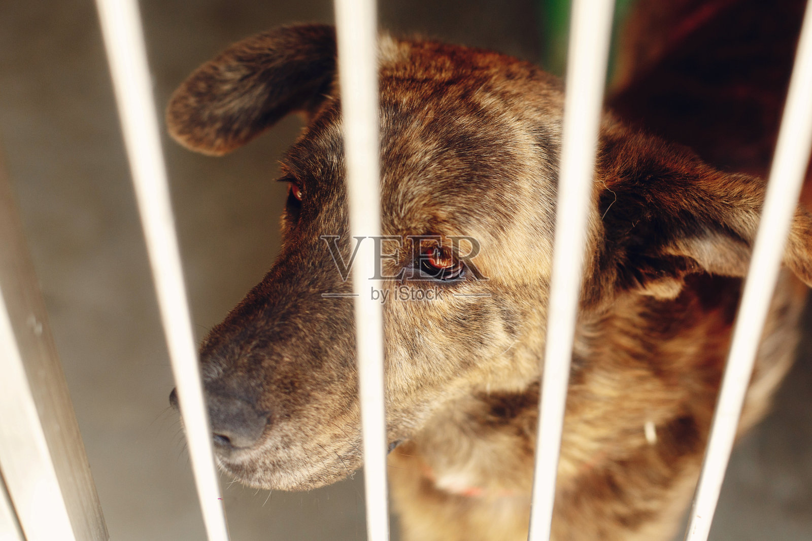 受惊的狗在收容所的笼子里用悲伤哭泣的眼睛，情感的时刻，采纳我的概念，空间为文字照片摄影图片