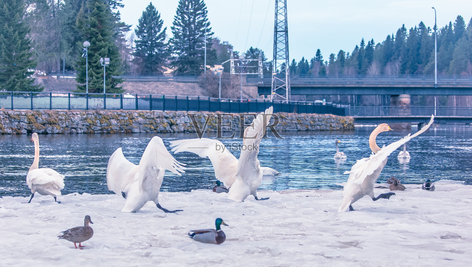 来自卡贾尼河的战斗天鹅。自动化Kajaani,芬兰。照片摄影图片