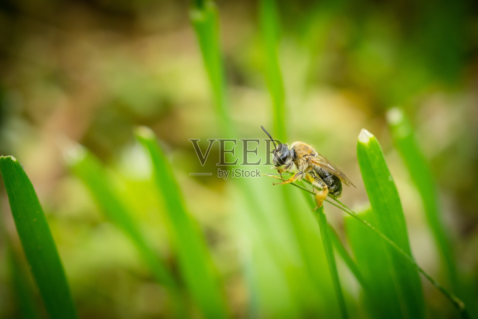 蜜蜂抱在绿草叶上的特写。照片摄影图片