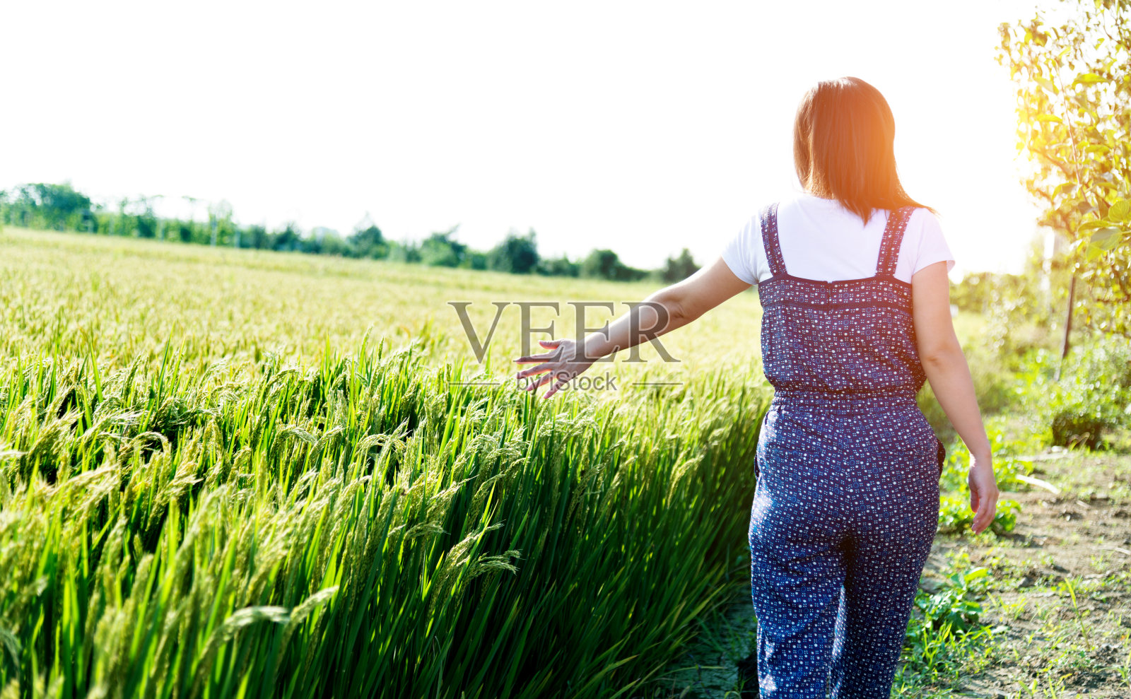 一个女人站在稻田里照片摄影图片